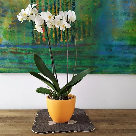 Design -garden & Comfort براتسيلافا