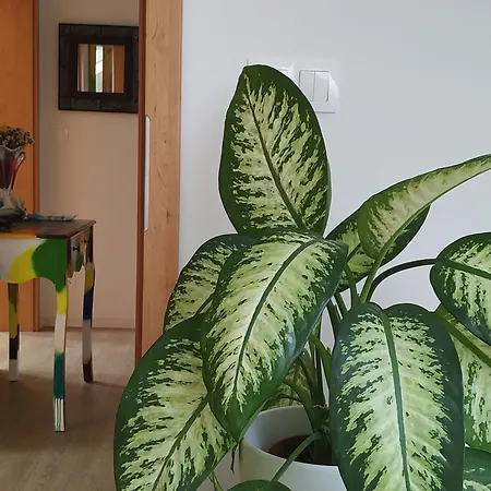 Design -garden & Comfort *