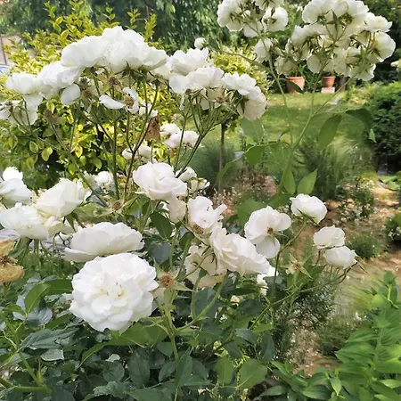 Design -garden & Comfort