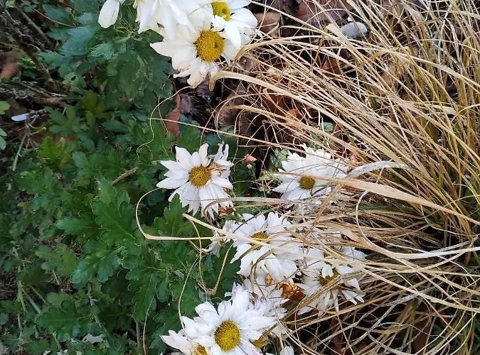 Appartement Design -garden & Comfort Bratislava