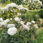 Design -garden & Comfort