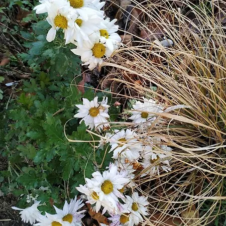 Apartament Design -garden & Comfort Bratysława