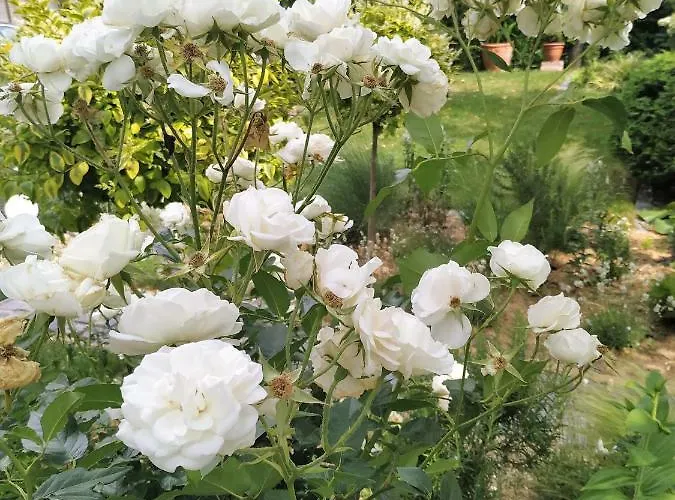 Design -garden & Comfort